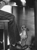 Chihuahua Perched on Man's Shoe Underneath Piano While Man Plays Above