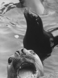 Seals Living in the Rome Zoo