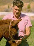 California Governor Candidate Ronald Reagan Petting Horse at Home on Ranch