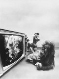 Ape Participating in a Study of Aoe Addiction to TV