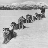 Dog Sledding Team