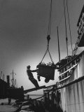 Fish Being Unloaded at Docks