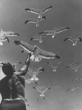 Bold Sea Gulls Eating from Man's Hand