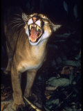 Puma Roaring in Amazonia