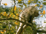 Prehens Porcupine on a Branch in Amazonia