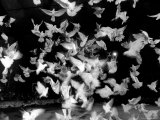 Birds Performing in a Circus