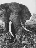Elephant After Dirt Bath on the Plains