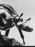 Goliath Beetle