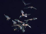 Pack of Spear Nosed Bats in Flight at Yale's Kline Biology Lab
