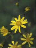 Yellow Flowers Blooming in the Allegheny Region
