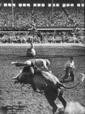 Cowboy Riding a Brahman Bull  at Iowa State Fair