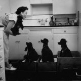 Marian Elliott  Dog Sitting Four French Poodles