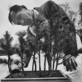 Japanese Horticulturist Kan Yashiroda Tending to a Bonsai Tree