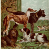 Illustration by Kronheim of Various Dogs  from Aunt Louisa's Birthday Gift