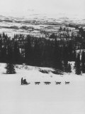 Dog Sledding Team
