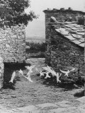 Flock of White Doves Belonging to French Publisher Robert Morel at His Provincial Home