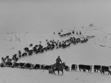 Cattle Drive on Snowy Landscape to Virginia City