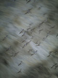 Semi Abstracted Image of Birds in Flight Seen from Above