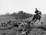 Hounds on a Fox Hunt