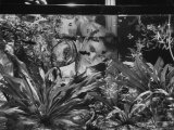 Boy Servicing Neighbor's Aquarium For a Summer Job