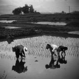 Japanese Working in Rice Paddy
