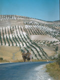 Mule Cart Trotting Along Road Between Granada and Jaen with Olive Groves in Background