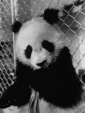 Giant Panda from Red China Chewing on Leaves