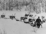 Lapp Going to Market Leading His Reindeer Who Pull Small Packed Sleds
