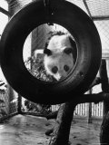 Giant Panda Chi Chi from Red China Playing with Tire