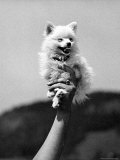 Very Small Dog Being Held Up by One Hand
