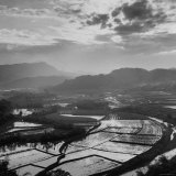 View of a Rice Plantation