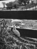 Ducklings Living on a Farm