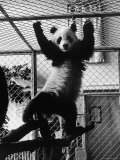 Giant Panda Chi Chi from Red China Exercising in Cage