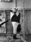 Giant Panda Chi Chi from Red China Climbs Cage For Exercise