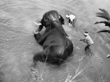 Elephant Belonging to Temple of the Tooth  Getting Mid Day Bath in River