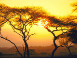 Tanganyika Thorn Trees with Brilliant Sunset in Background at Serengeti National Park