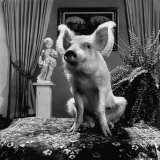 Piglet Sitting on Table Showing That "Pigs Can Be Beautiful"