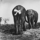Baby Elephants Rehearsing For a Performance