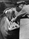 Zookeeper Rubbing a Hippotomus's Gums at the Brookfield Zoo