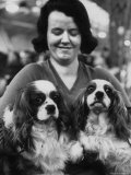 Champion Cavalier King Charles Spaniels  at Cruft's Dog Show