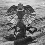 The Frilled Lizard of Australia Opening Its Frill to Ward Off Intruders