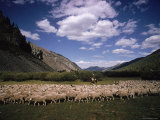 Sheep Herder Tending His Flock in the Sawtooth Mountains