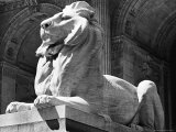 Stone Lion in Front of the New York Public Library