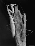 Praying Mantises