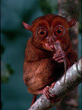 Tarsier Found on Several Islands in Southeast Asia Eating a Gecko