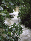 Water Rushing over Stones in Lush Jungle