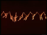 Multiple Exposure of Gibbon Swinging Hand over Hand