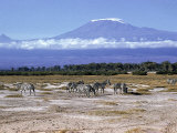 Zebras Browsing on the Plain of the Amboseli National Reserve