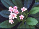 Tropical Flower
