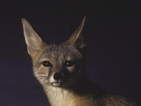 Northern Kit Fox Shown in Captivity  None May Exist in the Wild  Vanishing Species